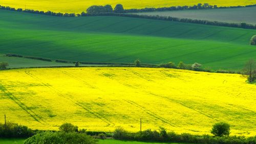 Scenic view of rural landscape