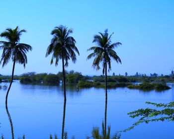 Scenic view of palm trees against clear blue sky