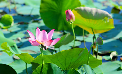 Close-up of pink lotus water lilies blooming outdoors