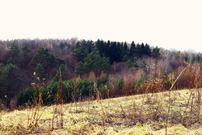 Trees growing on field against sky