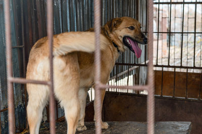 Dog standing in cage