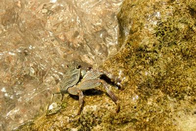 Close up of animal in pond