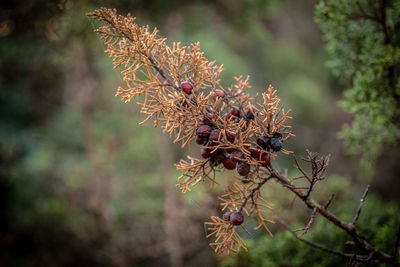 Close-up of wilted flowering plant