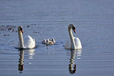 Swans swimming in lake