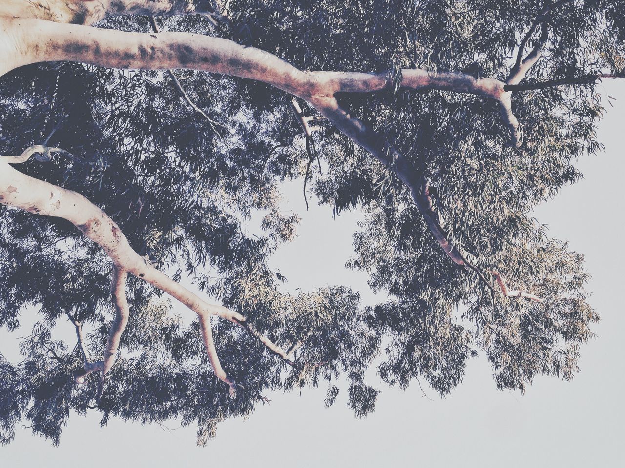 tree, low angle view, person, lifestyles, close-up, part of, branch, water, nature, leisure activity, day, outdoors, cropped, clear sky, unrecognizable person, reflection