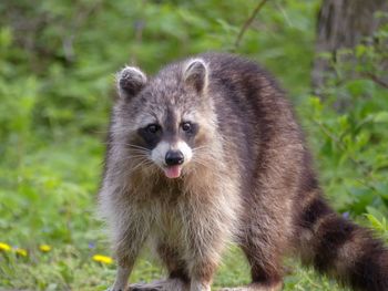 Portrait of racoon standing on field