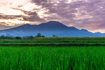 Scenic view of wheat field against sky during sunset