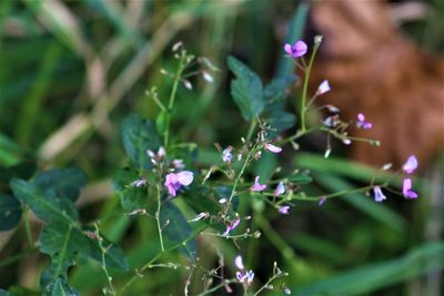 Close-up of purple flowering plant