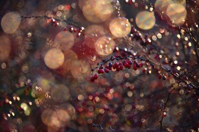 Full frame shot of wet tree