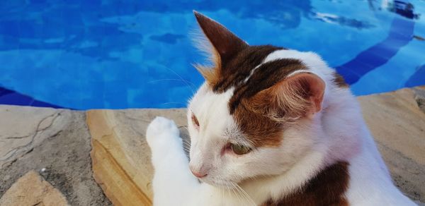High angle view of cat looking at swimming pool