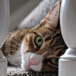 Close-up portrait of a cat