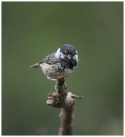 bird