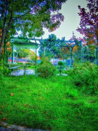 Plants growing in a park