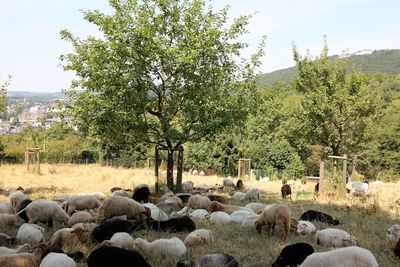 Sheep grazing on field against sky