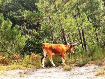 Cow standing in a field