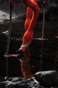 flamingo