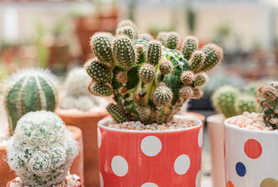 Close-up of succulent plant on table