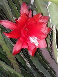 Close-up of red flowering plant