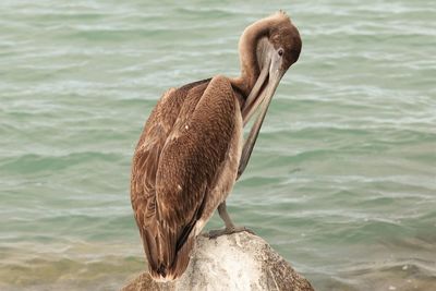 Close-up of pelican on rock in sea