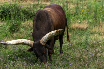 Horse grazing in field