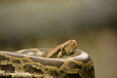 Close-up of lizard