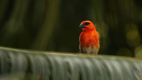 Close-up of bird perching on plant