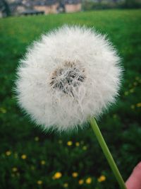 dandelion