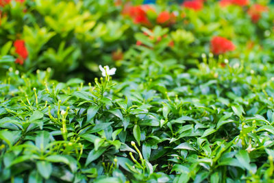 Close-up of plants