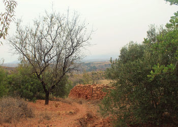 Trees on landscape against sky