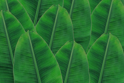 Full frame shot of green leaves