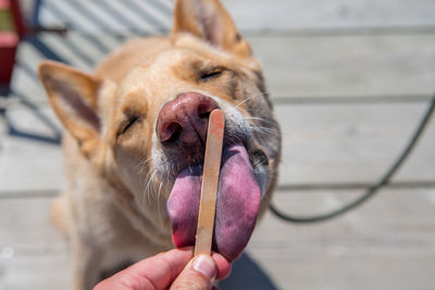 Close-up of dog licking stick on boardwalk