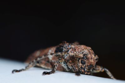 Close-up of snake against black background