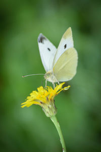 Close-up of butterfly perching on flower