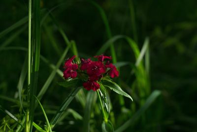 Close-up of red poppy blooming outdoors