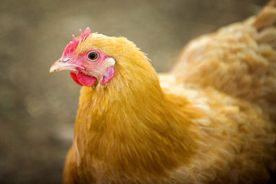 Close-up of yellow hen