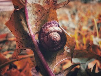 Close-up of snail on dry leaves