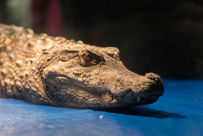 Close-up of lizard