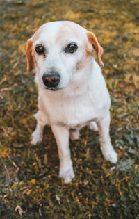 High angle view of dog standing on field