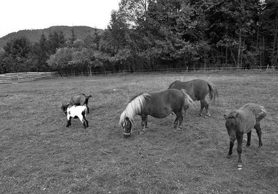 Horses grazing in a field