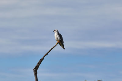 Black winged kite on a branch