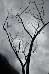 Low angle view of silhouette bare tree against sky