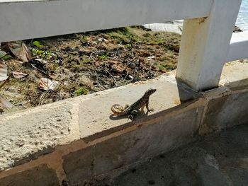 High angle view of insect on wall