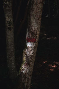 Close-up of tree trunk in forest