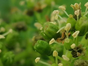 Close-up of insect on plant