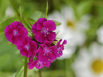 Close-up of purple flowering plant