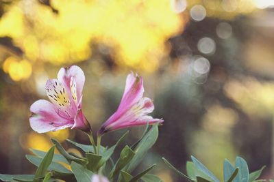 Close-up of pink rhododendron flowers blooming at park