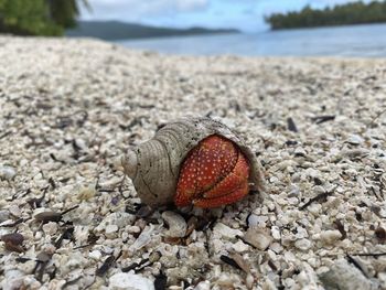 Close-up of shell on rock