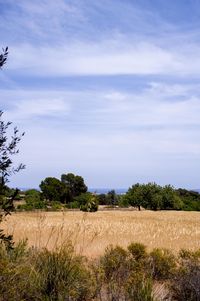 Scenic view of field against sky