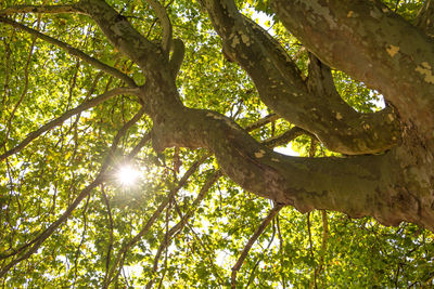 Low angle view of sunlight streaming through tree in forest