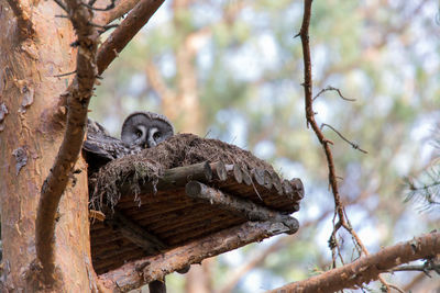 Low angle view of an animal on tree trunk